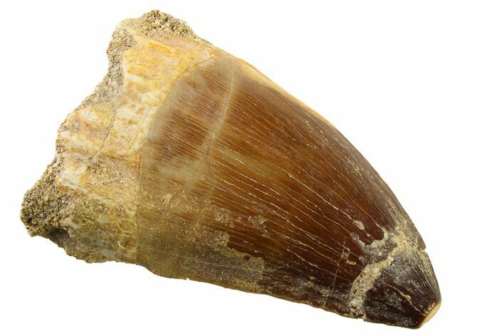 Fossil Mosasaur (Thalassotitan) Tooth - Morocco #341493